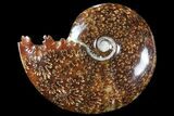 Polished, Agatized Ammonite (Cleoniceras) - Madagascar #94283-1